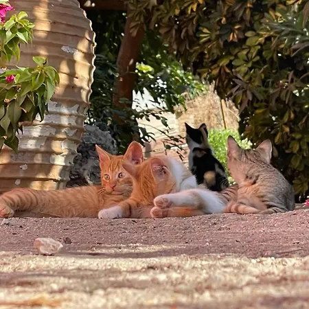 Ktima Develekou * Pigadhia (Argolis)