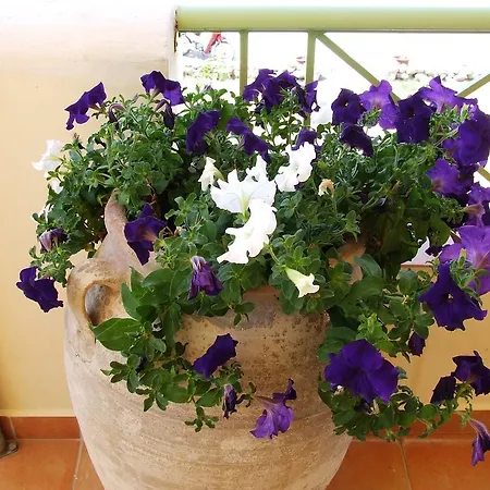 Lägenhet Ktima Develekou Pigadhia (Argolis)