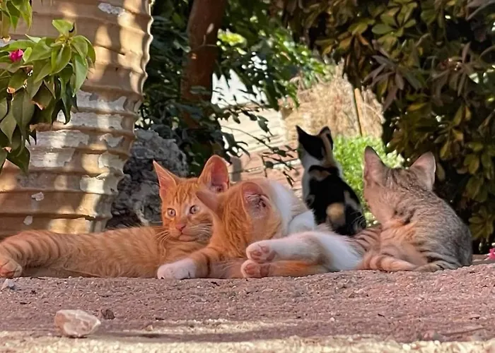 Ktima Develekou * Pigadhia (Argolis)